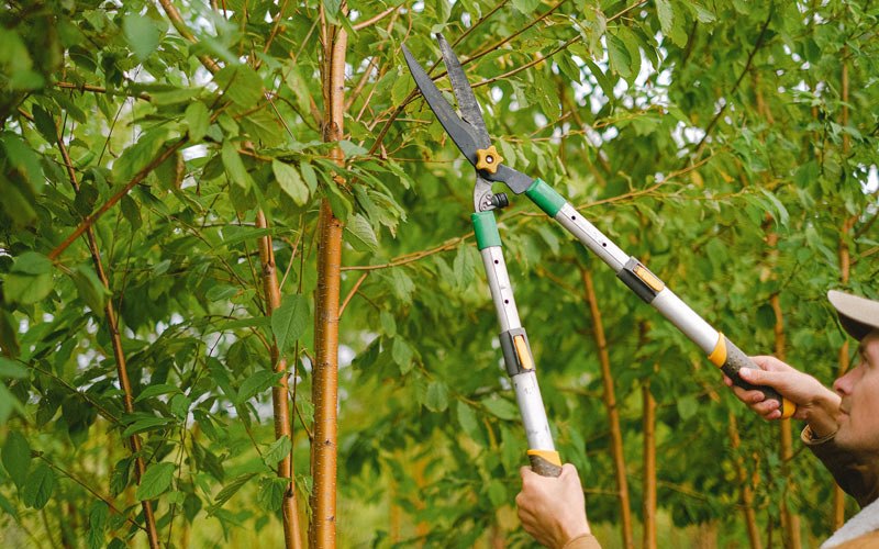 Tree trimming in Auburn, IA