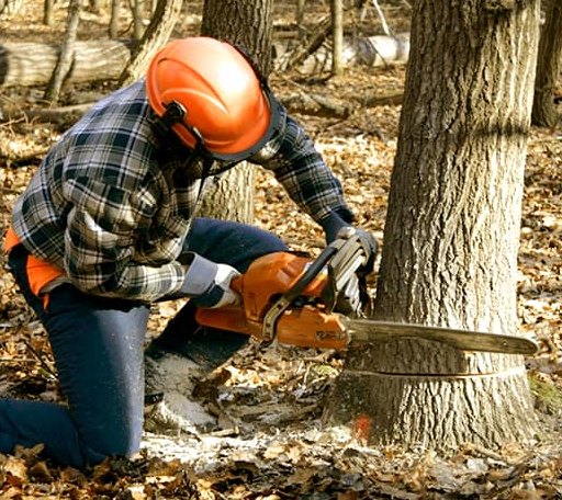 Tree Removal in Auburn, IA